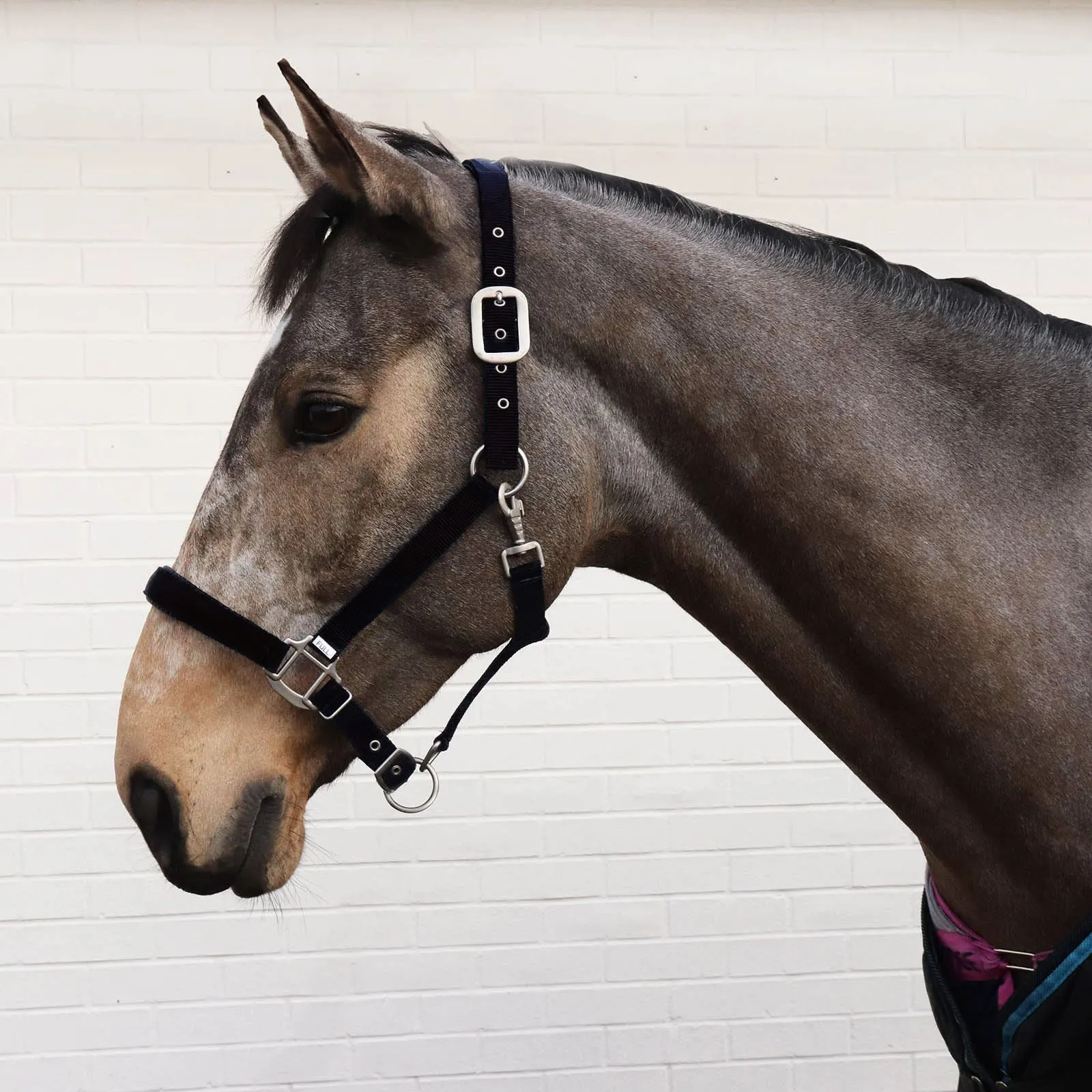 Perry Equestrian Luxury Padded Headcollar - Pony