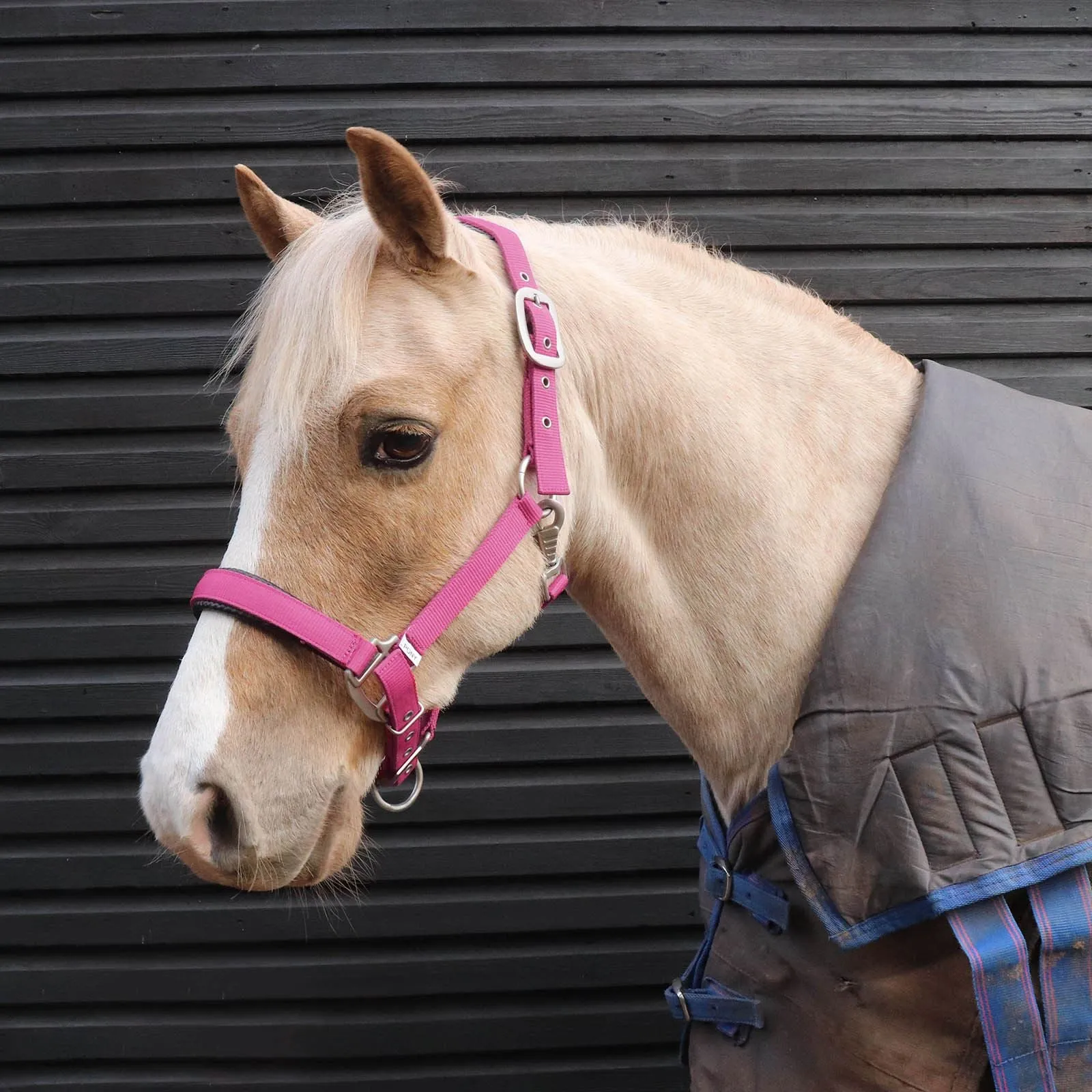 Perry Equestrian Luxury Padded Headcollar - Pony