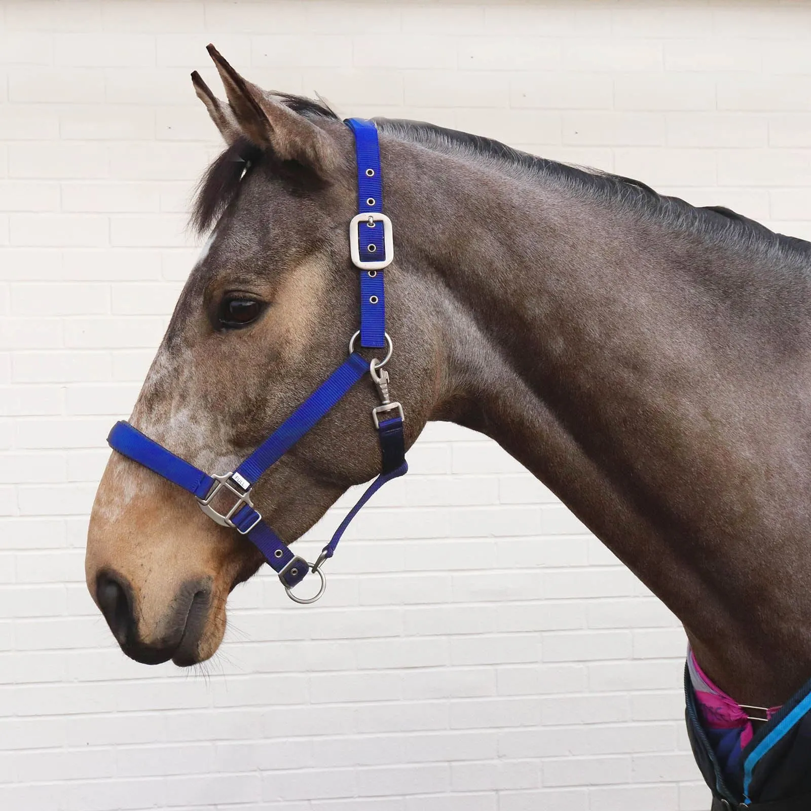 Perry Equestrian Luxury Padded Headcollar - Pony
