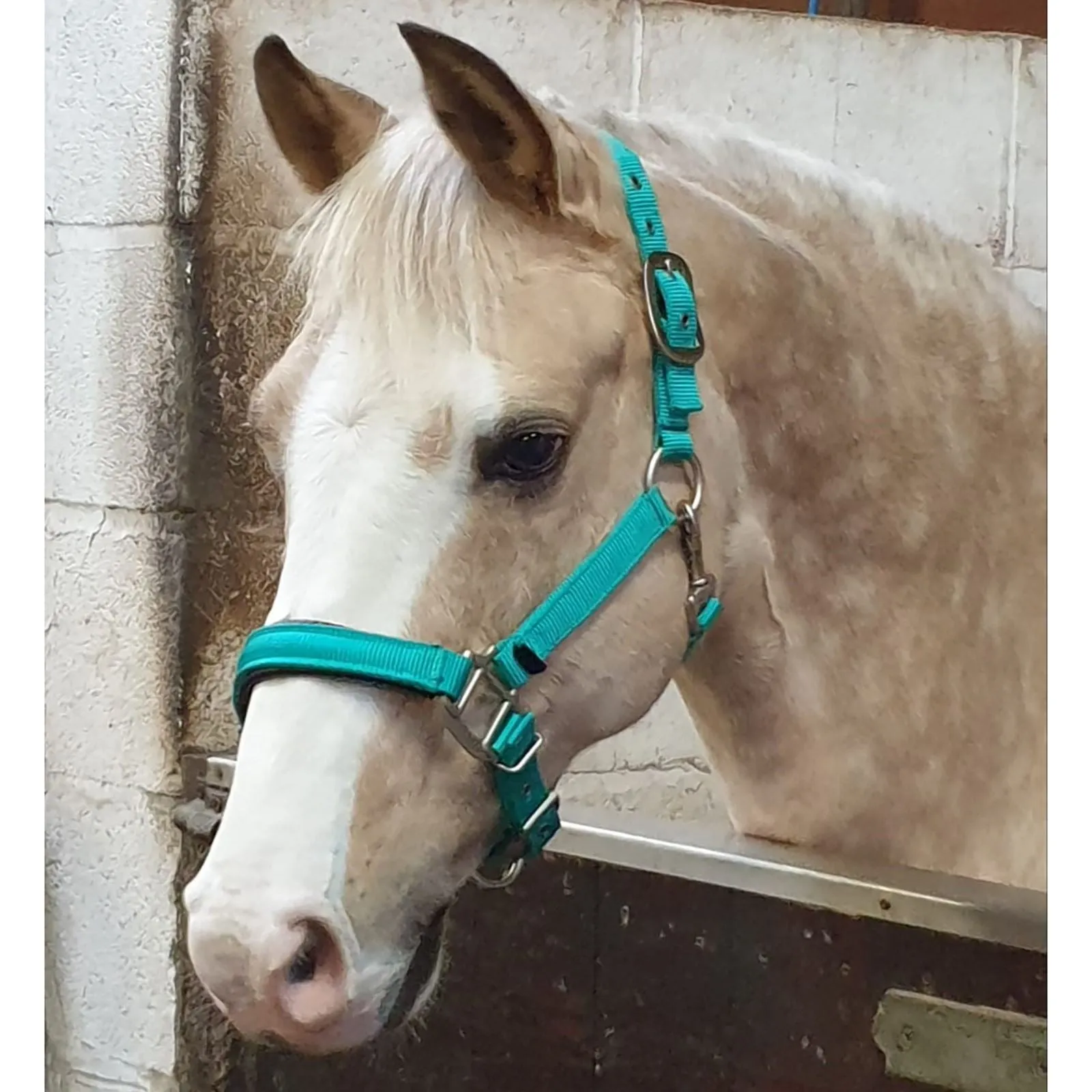 Perry Equestrian Luxury Padded Headcollar - Pony